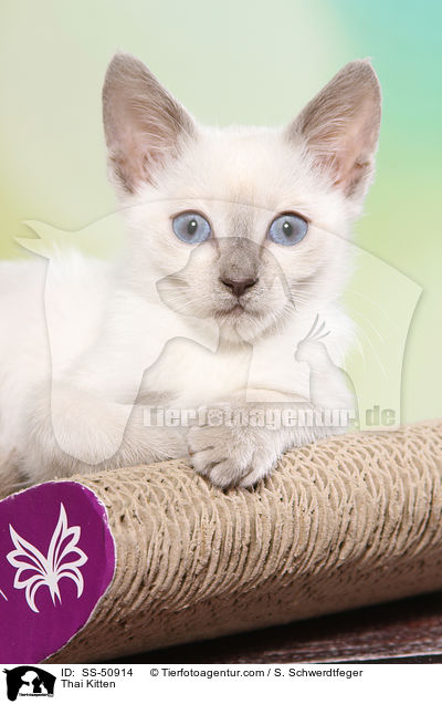 Thai Kitten / SS-50914