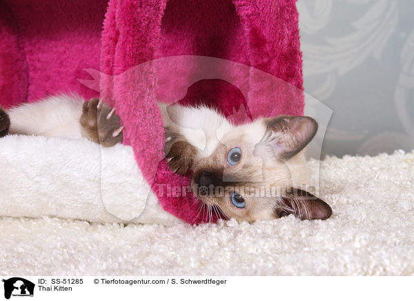 Thai Kitten / SS-51285