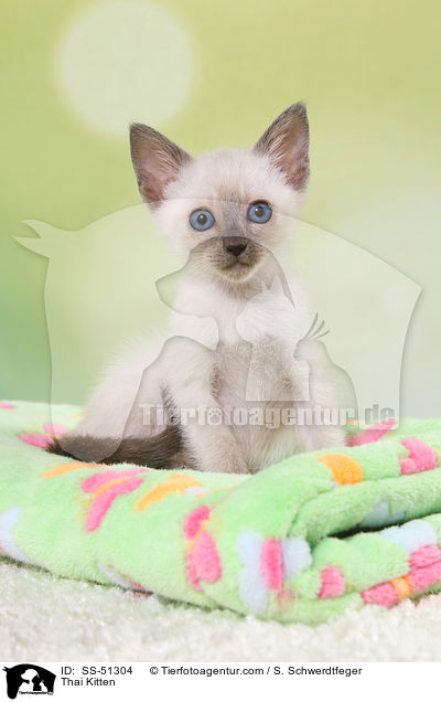 Thai Ktzchen / Thai Kitten / SS-51304