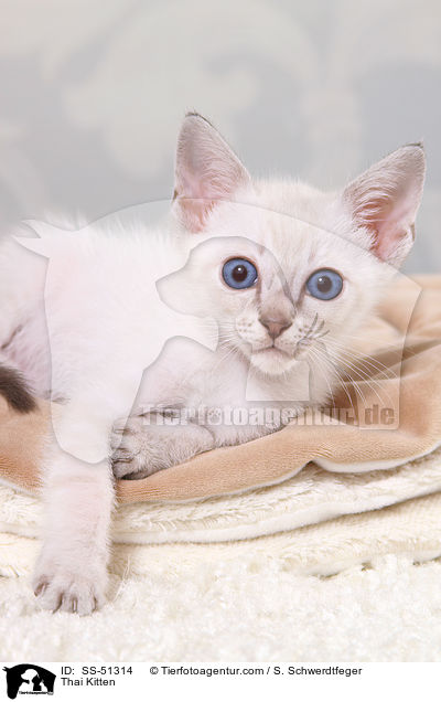 Thai Ktzchen / Thai Kitten / SS-51314