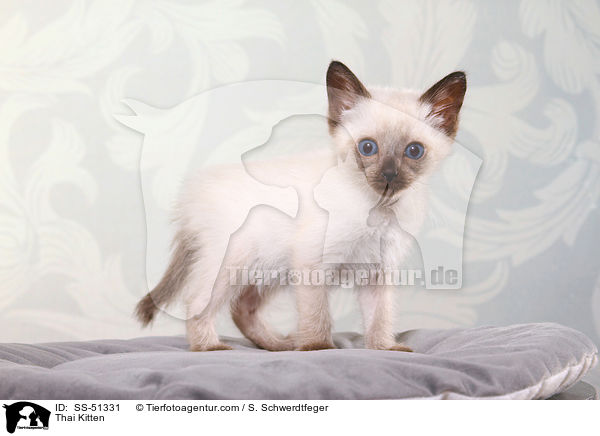 Thai Ktzchen / Thai Kitten / SS-51331