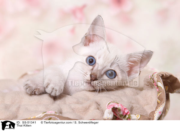 Thai Ktzchen / Thai Kitten / SS-51341