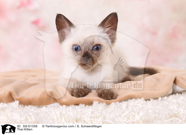Thai Kitten / SS-51358