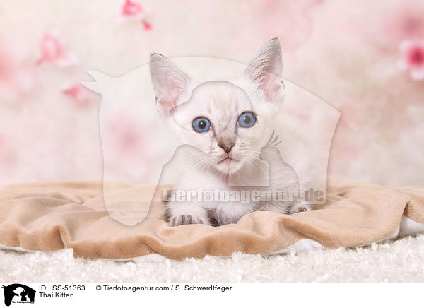Thai Ktzchen / Thai Kitten / SS-51363