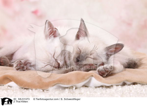 2 Thai Kitten / SS-51373