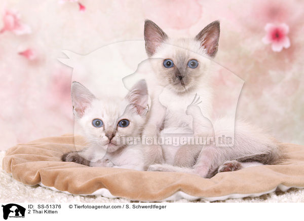 2 Thai Kitten / SS-51376