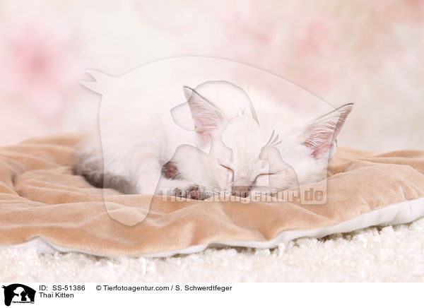 Thai Ktzchen / Thai Kitten / SS-51386