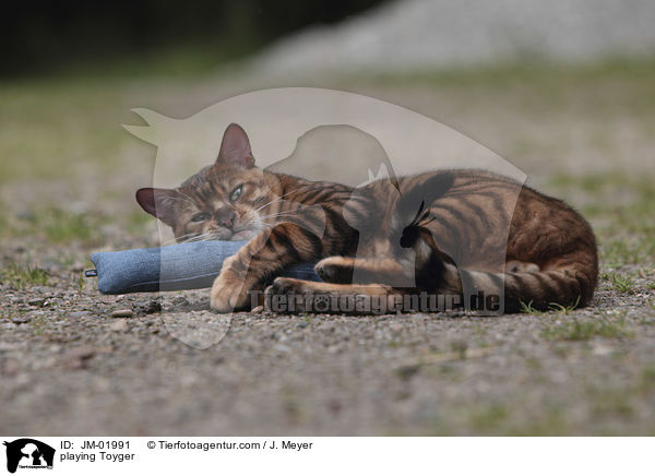 spieldender Toyger / playing Toyger / JM-01991