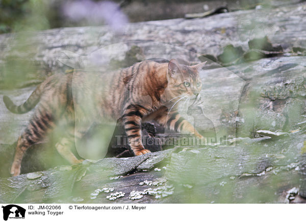 laufender Toyger / walking Toyger / JM-02066