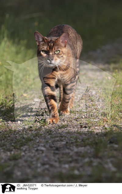 laufender Toyger / walking Toyger / JM-02071