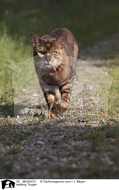 laufender Toyger / walking Toyger / JM-02072