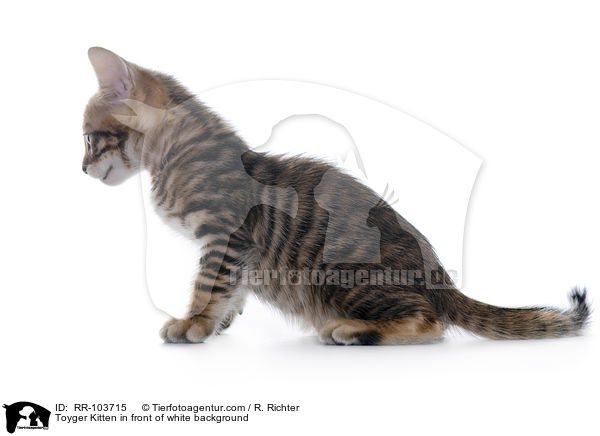 Toyger Ktzchen vor weiem Hintergrund / Toyger Kitten in front of white background / RR-103715