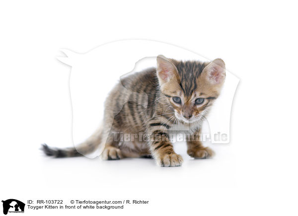 Toyger Ktzchen vor weiem Hintergrund / Toyger Kitten in front of white background / RR-103722