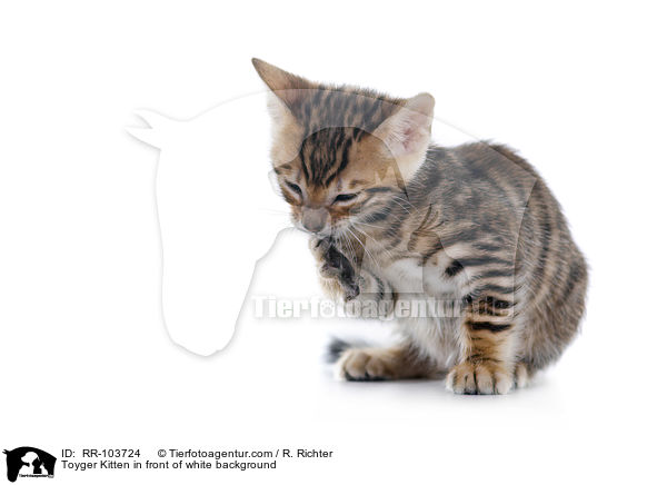 Toyger Ktzchen vor weiem Hintergrund / Toyger Kitten in front of white background / RR-103724