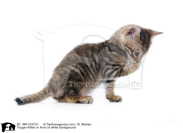 Toyger Ktzchen vor weiem Hintergrund / Toyger Kitten in front of white background / RR-103731