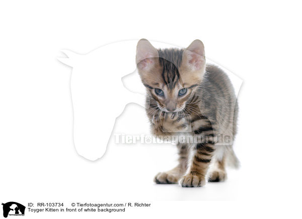 Toyger Ktzchen vor weiem Hintergrund / Toyger Kitten in front of white background / RR-103734
