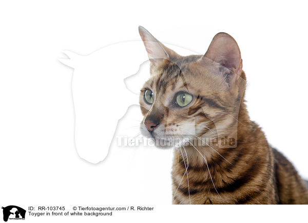 Toyger vor weiem Hintergrund / Toyger in front of white background / RR-103745