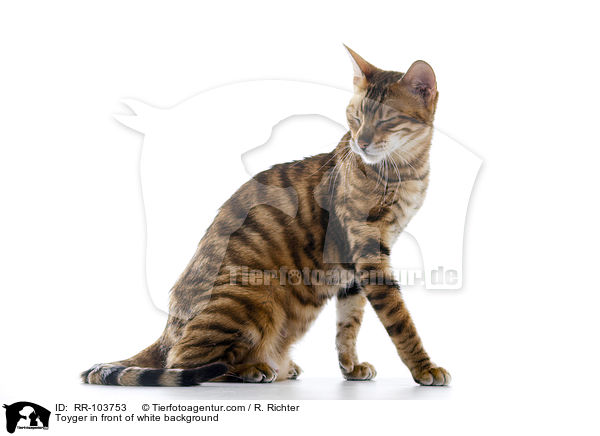 Toyger vor weiem Hintergrund / Toyger in front of white background / RR-103753