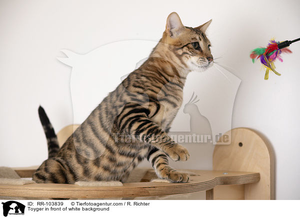 Toyger vor weiem Hintergrund / Toyger in front of white background / RR-103839