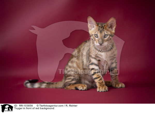 Toyger vor rotem Hintergrund / Toyger in front of red background / RR-103858