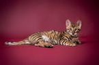 Toyger in front of red background