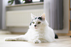 lying Turkish Angora