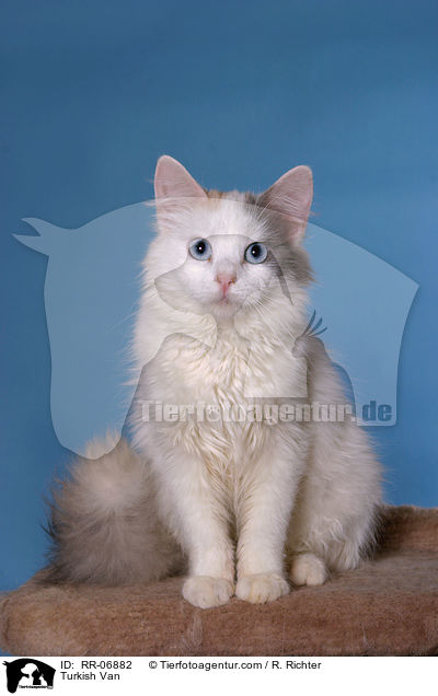 Trkisch Van / Turkish Van / RR-06882