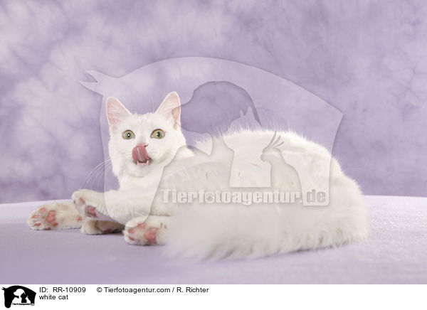 weie Trkisch Van / white cat / RR-10909