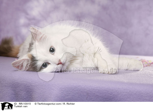 Trkisch Van / Turkish van / RR-10915