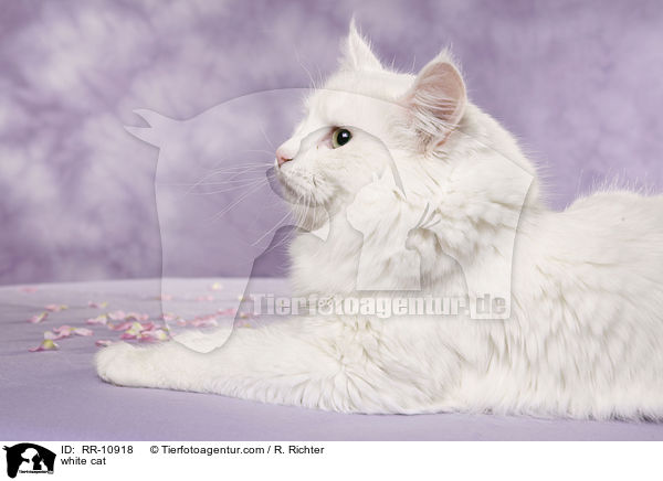 weie Trkisch Van / white cat / RR-10918