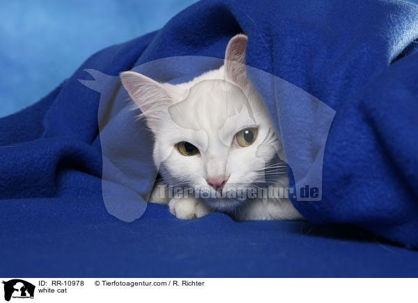 weie Trkisch Van / white cat / RR-10978