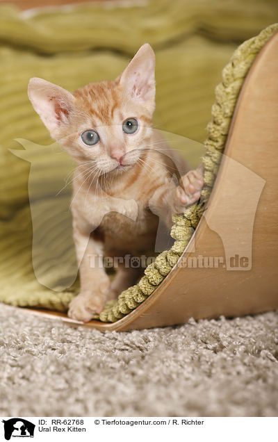 Ural Rex Ktzchen / Ural Rex Kitten / RR-62768