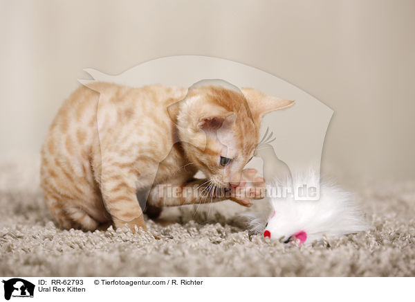 Ural Rex Ktzchen / Ural Rex Kitten / RR-62793