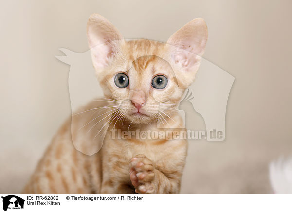 Ural Rex Ktzchen / Ural Rex Kitten / RR-62802