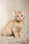 Ural Rex Kitten