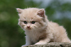 German Longhair kitten