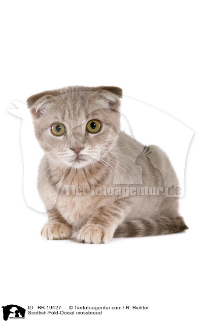 Scottish-Fold-Ocicat-Mischling / Scottish-Fold-Ocicat crossbreed / RR-19427