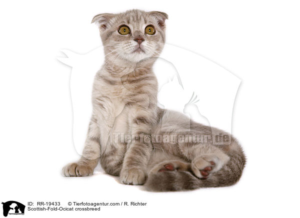 Scottish-Fold-Ocicat-Mischling / Scottish-Fold-Ocicat crossbreed / RR-19433