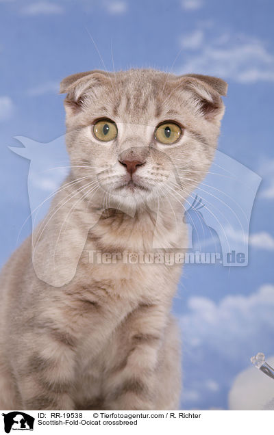 Scottish-Fold-Ocicat-Mischling / Scottish-Fold-Ocicat crossbreed / RR-19538