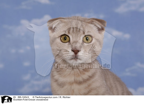 Scottish-Fold-Ocicat-Mischling / Scottish-Fold-Ocicat crossbreed / RR-19543