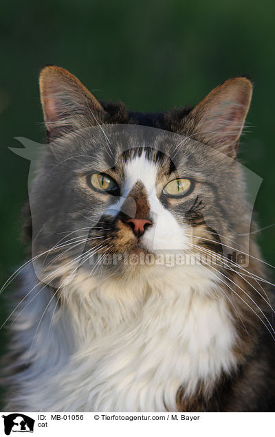 Maine-Coon-Mix / cat / MB-01056