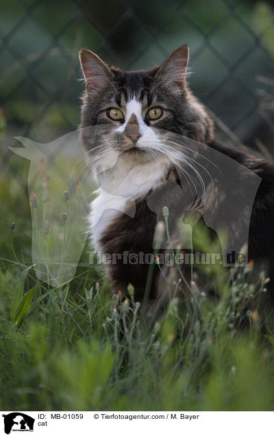 Maine-Coon-Mix / cat / MB-01059