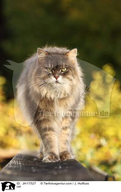 Maine-Coon-Perser-Mix / cat / JH-17527