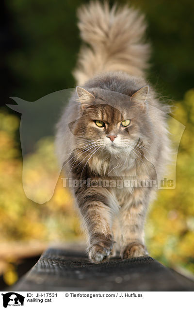 laufende Maine-Coon-Perser-Mix / walking cat / JH-17531