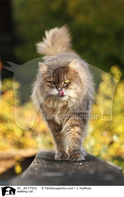 laufende Maine-Coon-Perser-Mix / walking cat / JH-17533