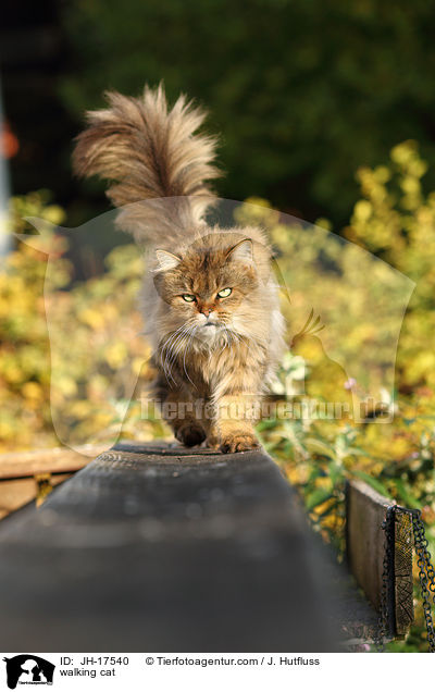 laufende Maine-Coon-Perser-Mix / walking cat / JH-17540