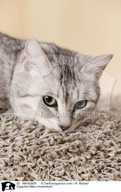 gyptische-Mau-Mischling / Egyptian-Mau-crossbreed / RR-60955