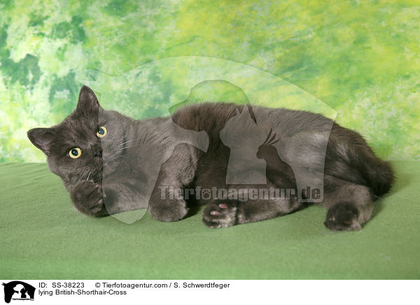 liegender Britisch-Kurzhaar-Mischling / lying British-Shorthair-Cross / SS-38223