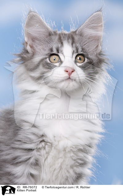 Ktzchen Portrait / Kitten Portrait / RR-76072