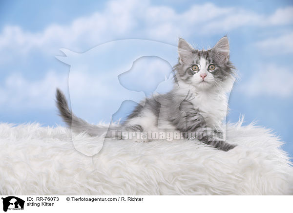 sitzendes Ktzchen / sitting Kitten / RR-76073